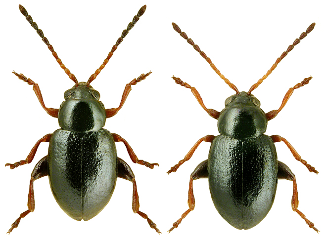 Aphthona atrovirens